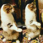 Аватара пользователя