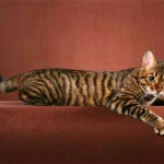 Аватара пользователя