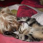 Аватара пользователя