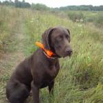 Аватара пользователя