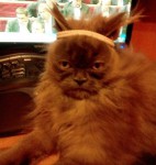 Аватара пользователя