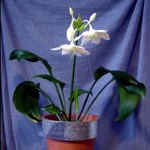 Приму в дар Эухарис крупноцветковый Амазонская лилия  - эу.jpg