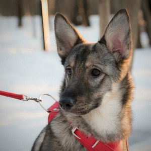 Москва и МО Дженни - идеальный щенок  - Копия 2.jpg