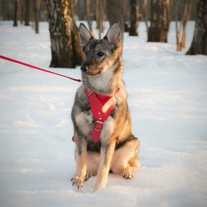 Москва и МО Дженни - идеальный щенок  - Копия 3.jpg