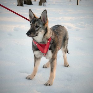 Москва и МО Дженни - идеальный щенок  - Копия 5.jpg