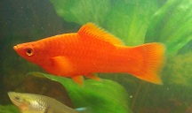 Отдам 2-х самцов Меченосцев - IMG_20160403_012616.jpg