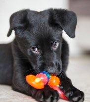 Щенки в добрые руки - image.jpg