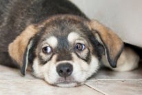 Щенки в добрые руки - image.jpg