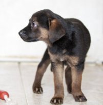 Щенки в добрые руки - image.jpg