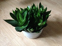 сансевиеря ханни в дар - с.jpeg