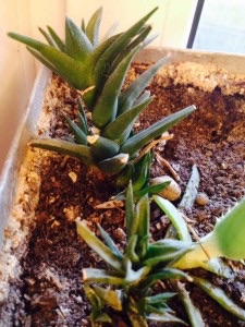 Отдам цветы - image.jpg