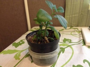 Отдам цветы - image.jpg