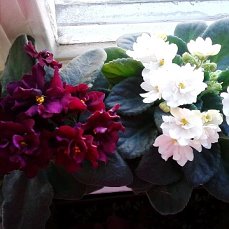 ФИАЛКИ - image.jpg