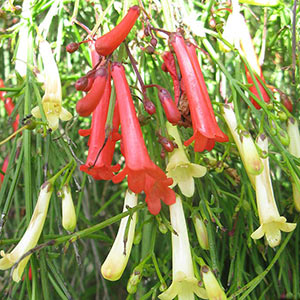 Русселия - коралловое растение - russelia_hvoshevidnaya1.jpg