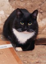 Котик Маркиз 2,5 года. Не навязчивый, но очень ласковый. - кот2.jpg