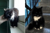 Компактный кот Марк, любит урчать и ласкаться на руках хозяев. - кот3.jpg