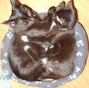 отдаю в дар больших котят - bvKjsY_Os4o.jpg