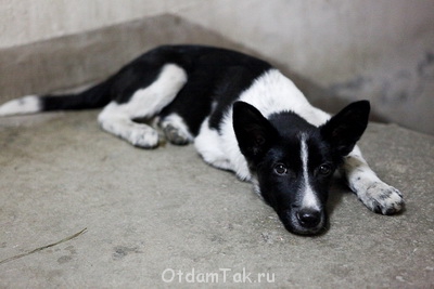 Отдали - Фелис3.jpg