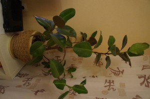 Огромный фикус - DSC08951.JPG