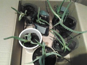 отдам столетник алоэ - 1427389641883.jpg