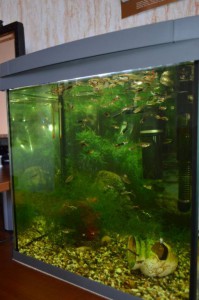 Отдам гуппи - DSC_0087.JPG