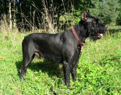 Ризеншнауцер в дар - 6616.jpg