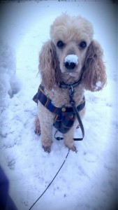 Пудель средний на передержку. - Филя_прогулка_1.jpg