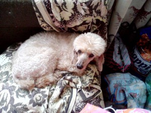 Пудель средний на передержку. - P20-06-15_14.58.jpg