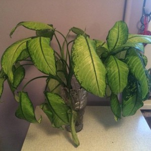 Отдам отростки диффенбахии - image.jpg