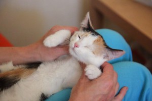 Веснушка и Черри - две сестрички, котята в добрые руки  - 1.jpg