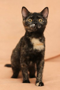 Веснушка и Черри - две сестрички, котята в добрые руки  - 2.jpg