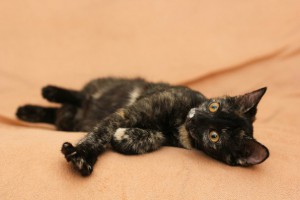 Веснушка и Черри - две сестрички, котята в добрые руки  - 4.jpg