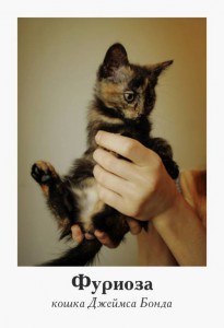 Две маленькие красотки ищут свой дом А кого выберете вы? - фуриоза.jpg