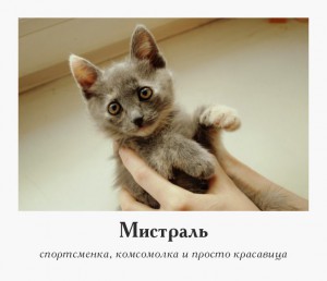 Две маленькие красотки ищут свой дом А кого выберете вы? - Мистраль.jpg