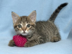 Малышка Пеппи в добрые руки Котенок в дар - JVWZh6rZGyU.jpg