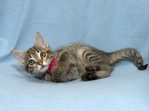 Малышка Пеппи в добрые руки Котенок в дар - nmreLp_amws.jpg