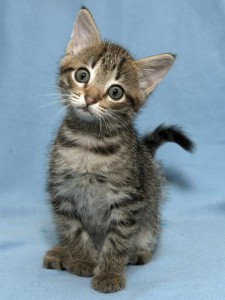 Малышка Пеппи в добрые руки Котенок в дар - _BEl969MAw8.jpg