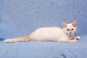 Голубоглазый котенок фенотипичный таец ред поинт в добрые руки  - 2.jpg