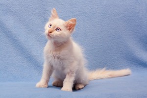 Голубоглазый котенок фенотипичный таец ред поинт в добрые руки  - 4.jpg