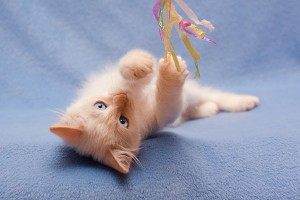 Голубоглазый котенок фенотипичный таец ред поинт в добрые руки  - 7c02c16d2385dccadebf57599af32d89.jpg