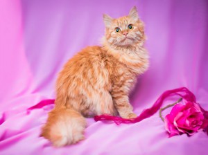 Роскошная пушистая красавица Зося ищет дом  - 1.jpg