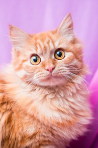 Роскошная пушистая красавица Зося ищет дом  - 2.jpg