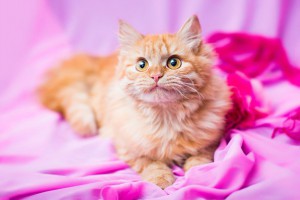 Роскошная пушистая красавица Зося ищет дом  - 3.jpg