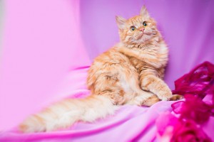 Роскошная пушистая красавица Зося ищет дом  - 5.jpg