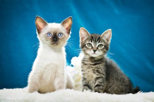 Без кота и жизнь не та...а особенно без двух Котята в дар - 1.jpg