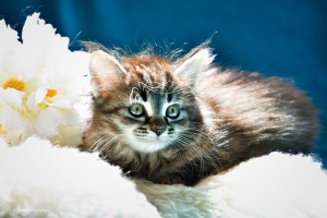 Без кота и жизнь не та...а особенно без двух Котята в дар - 2.jpg