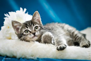 Без кота и жизнь не та...а особенно без двух Котята в дар - 3.jpg