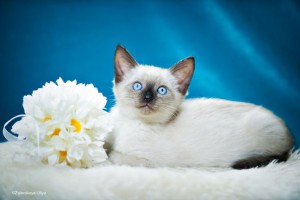 Без кота и жизнь не та...а особенно без двух Котята в дар - 4.jpg