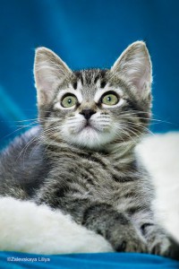 Без кота и жизнь не та...а особенно без двух Котята в дар - 5.jpg