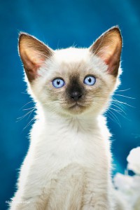 Без кота и жизнь не та...а особенно без двух Котята в дар - 6.jpg